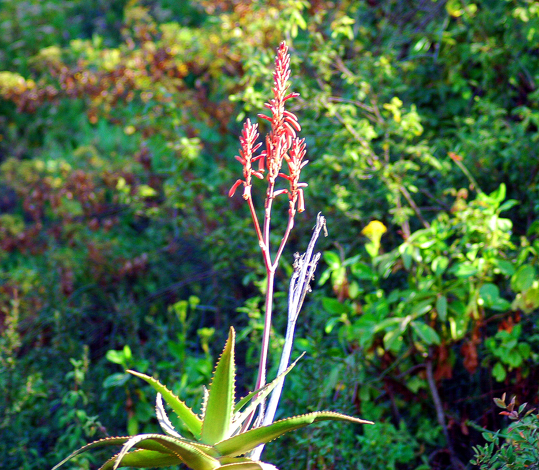 Ngoro-51 - Blooming Cactus-445.jpg